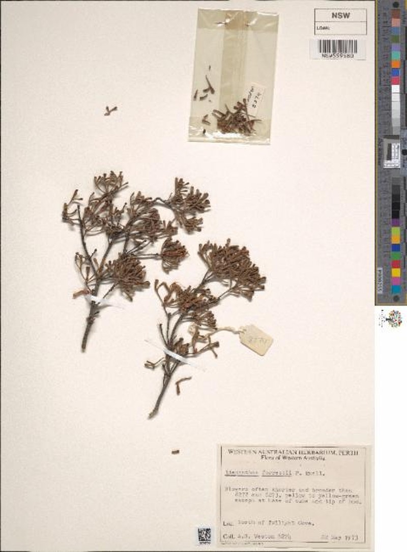 Adenanthos forrestii photo 3