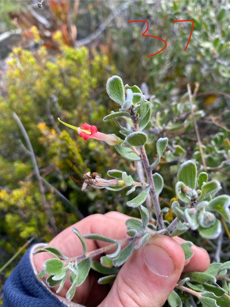 Adenanthos glabrescens photo 2