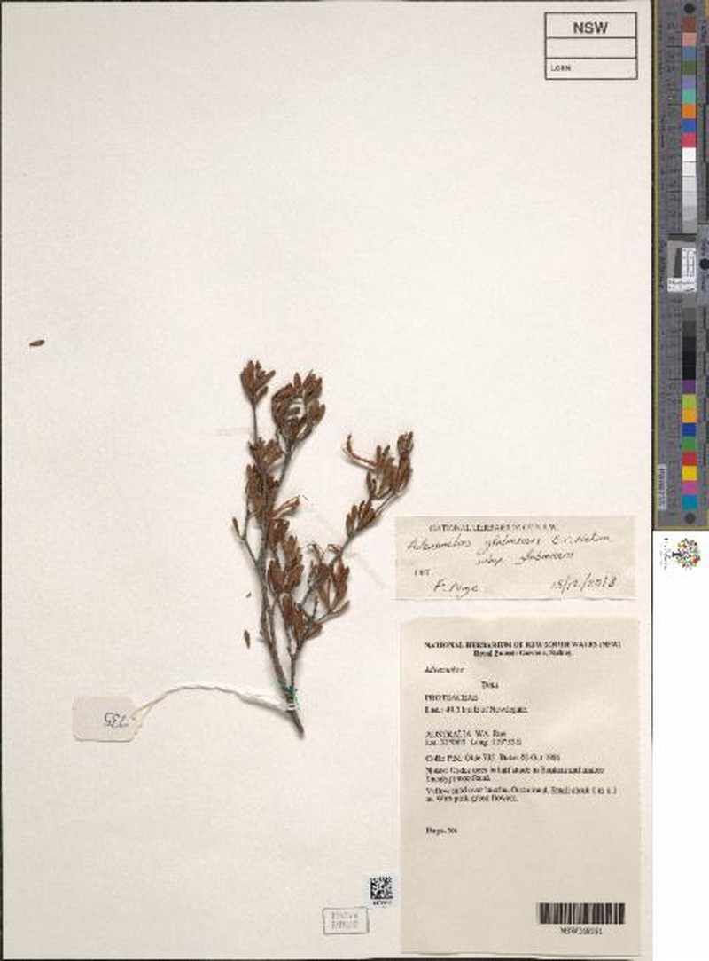 Adenanthos glabrescens photo 4