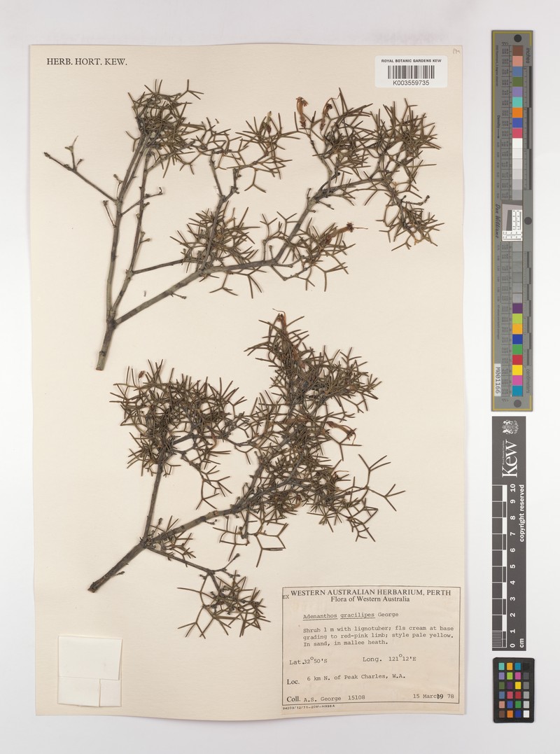 Adenanthos gracilipes