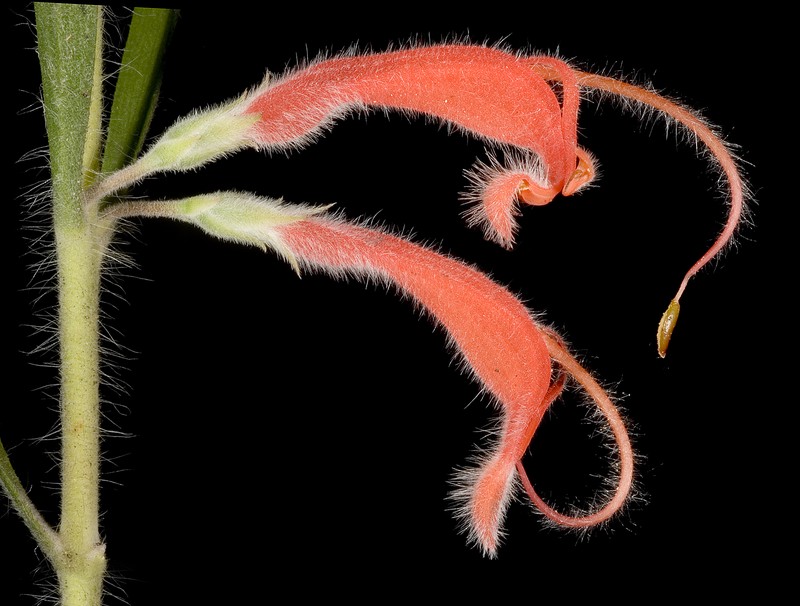 Adenanthos intermedius