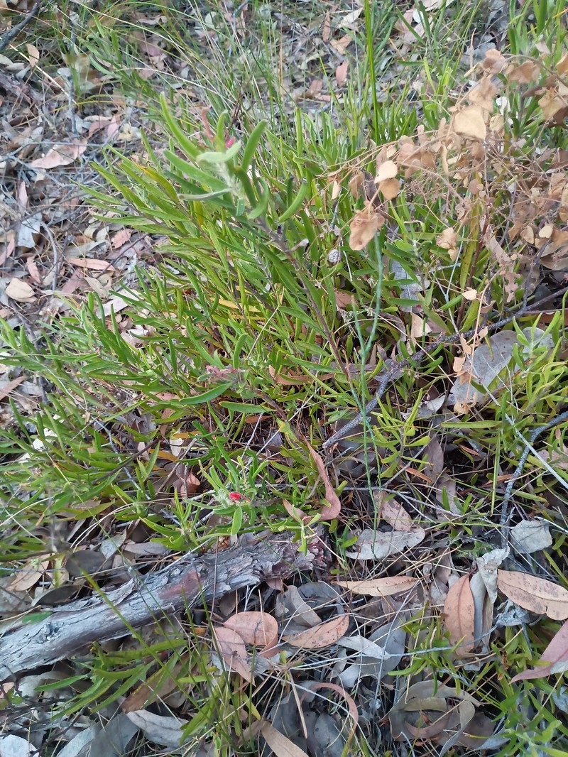Adenanthos intermedius photo 2
