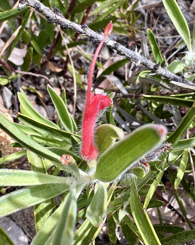 Adenanthos intermedius photo 3