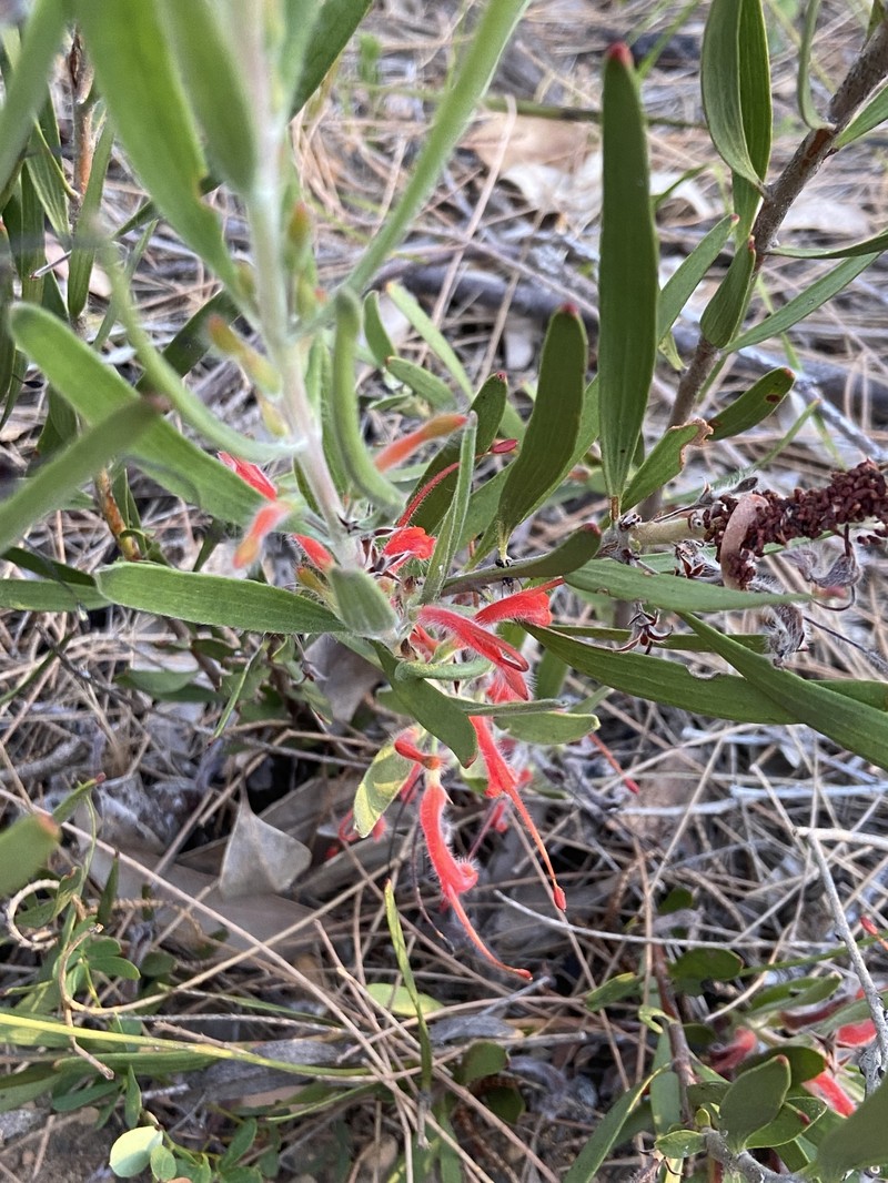 Adenanthos intermedius photo 4