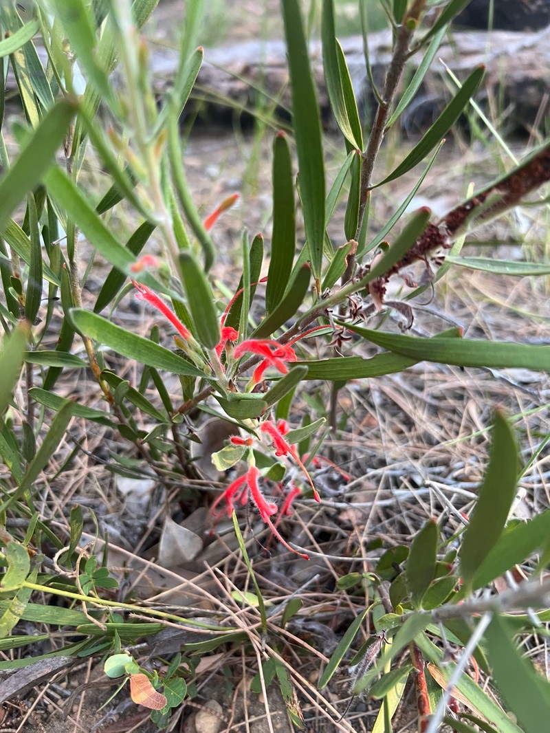 Adenanthos intermedius photo 5