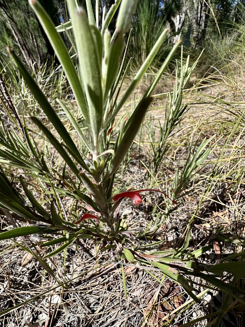 Adenanthos intermedius photo 8