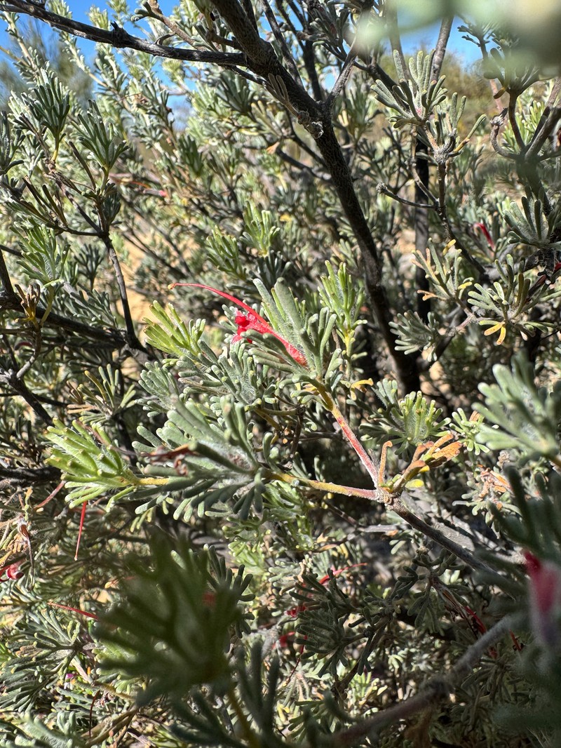 Adenanthos intricatus