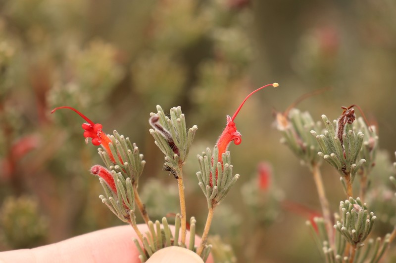 Adenanthos intricatus photo 4