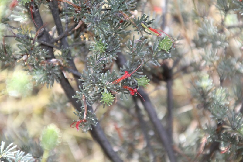 Adenanthos intricatus photo 6