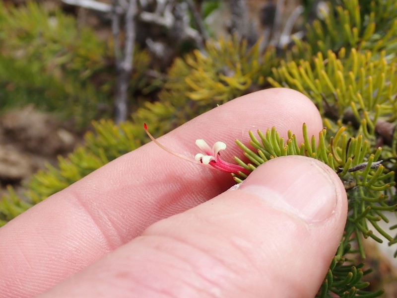 Adenanthos labillardierei