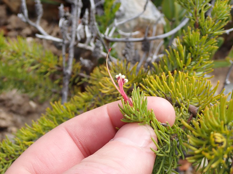 Adenanthos labillardierei photo 2