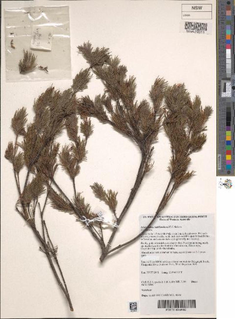Adenanthos labillardierei photo 3