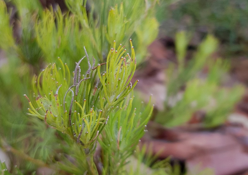 Adenanthos linearis
