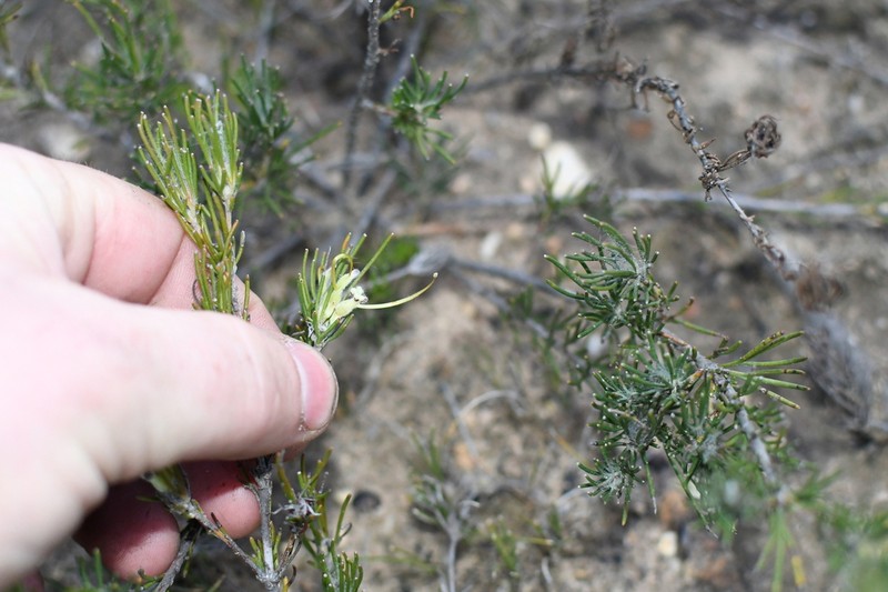 Adenanthos linearis photo 2