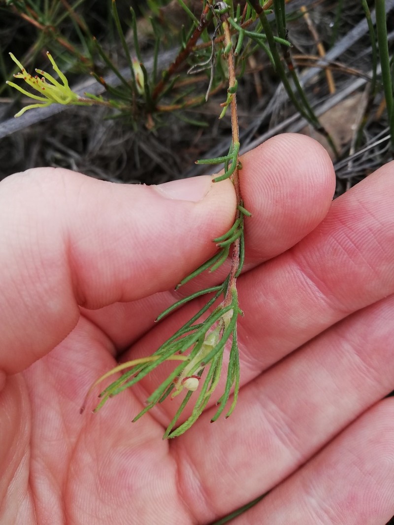 Adenanthos linearis photo 3