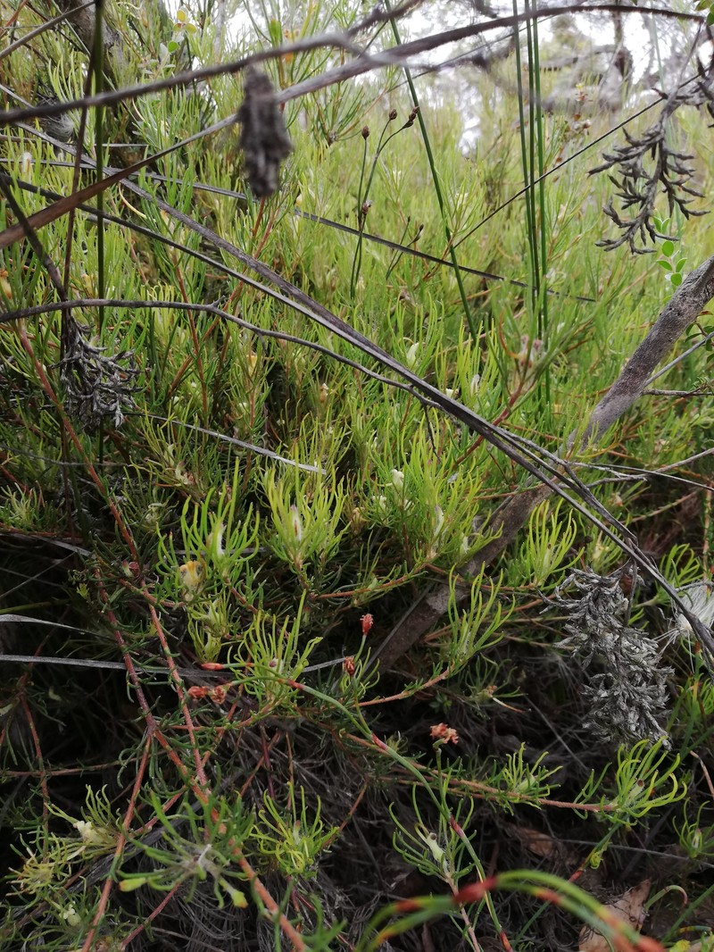 Adenanthos linearis photo 5