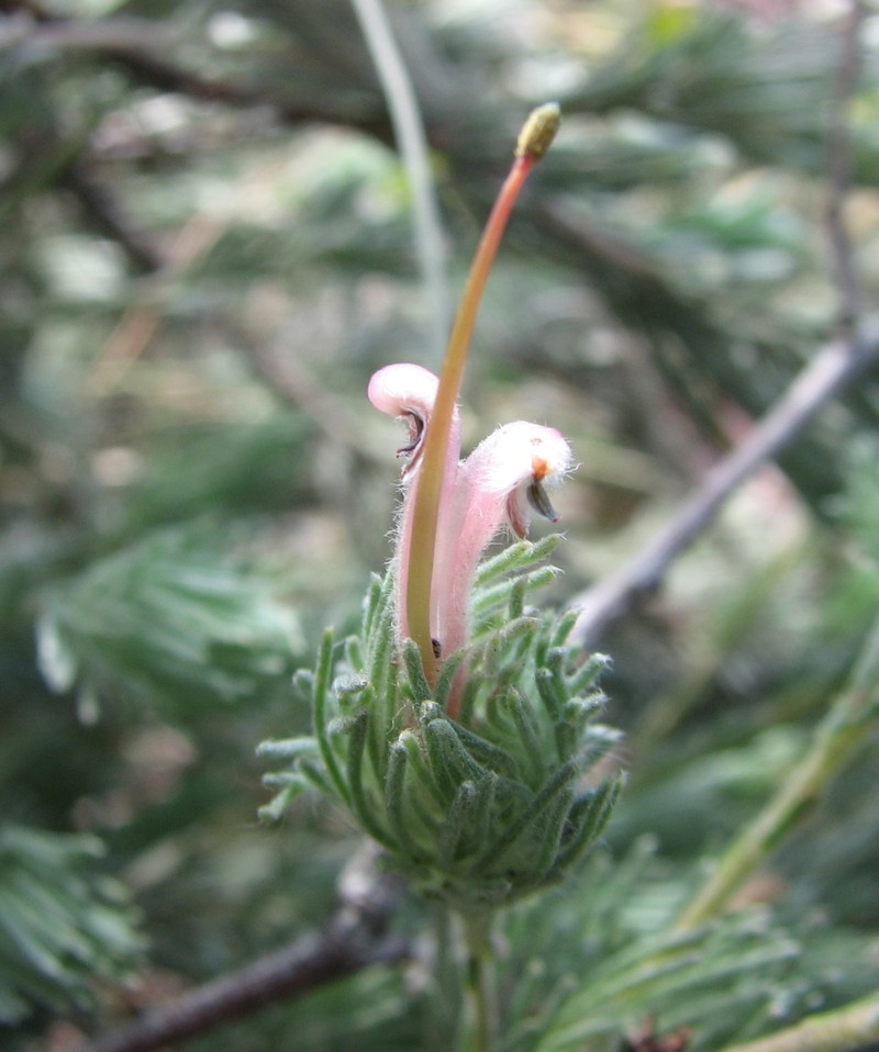 Adenanthos macropodianus