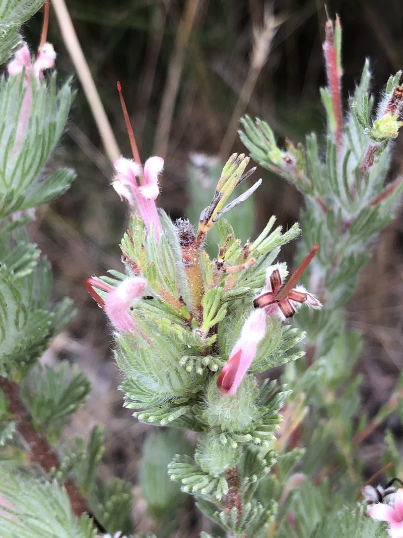Adenanthos macropodianus photo 2