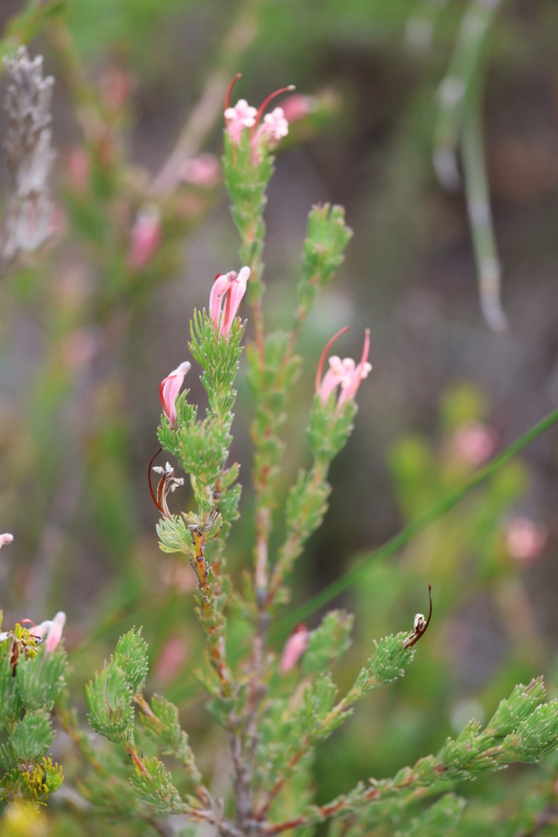 Adenanthos macropodianus photo 3