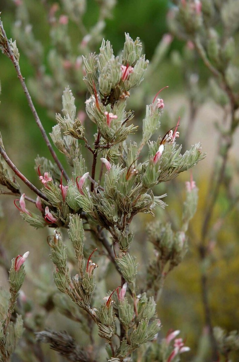 Adenanthos macropodianus photo 4
