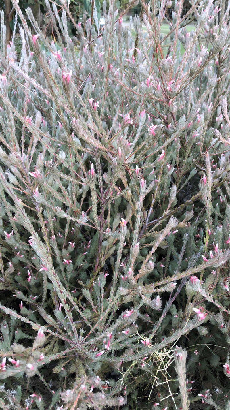 Adenanthos macropodianus photo 5