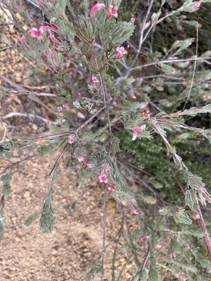 Adenanthos macropodianus photo 6