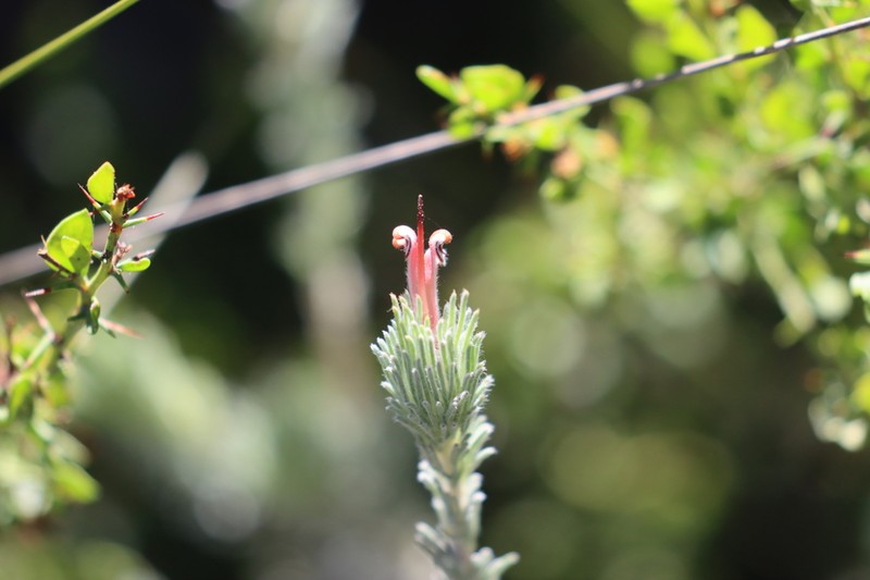 Adenanthos macropodianus photo 7
