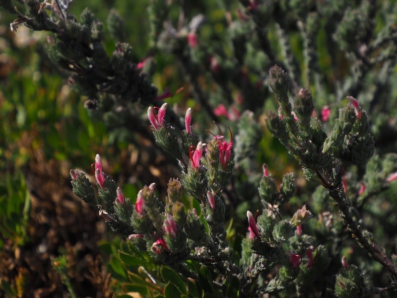 Adenanthos macropodianus photo 8