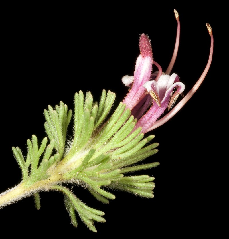 Adenanthos meisneri