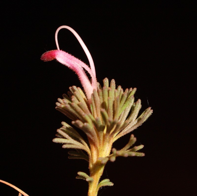 Adenanthos meisneri photo 3