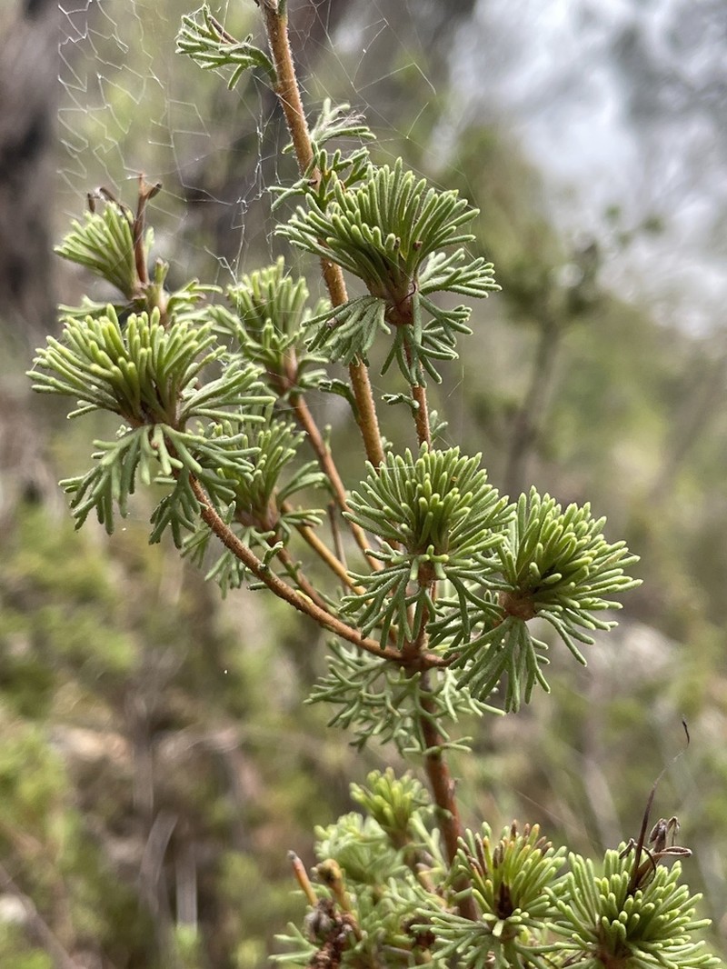 Adenanthos meisneri photo 4