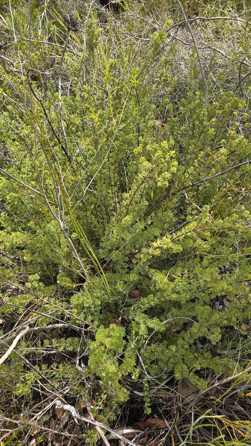 Adenanthos meisneri photo 5