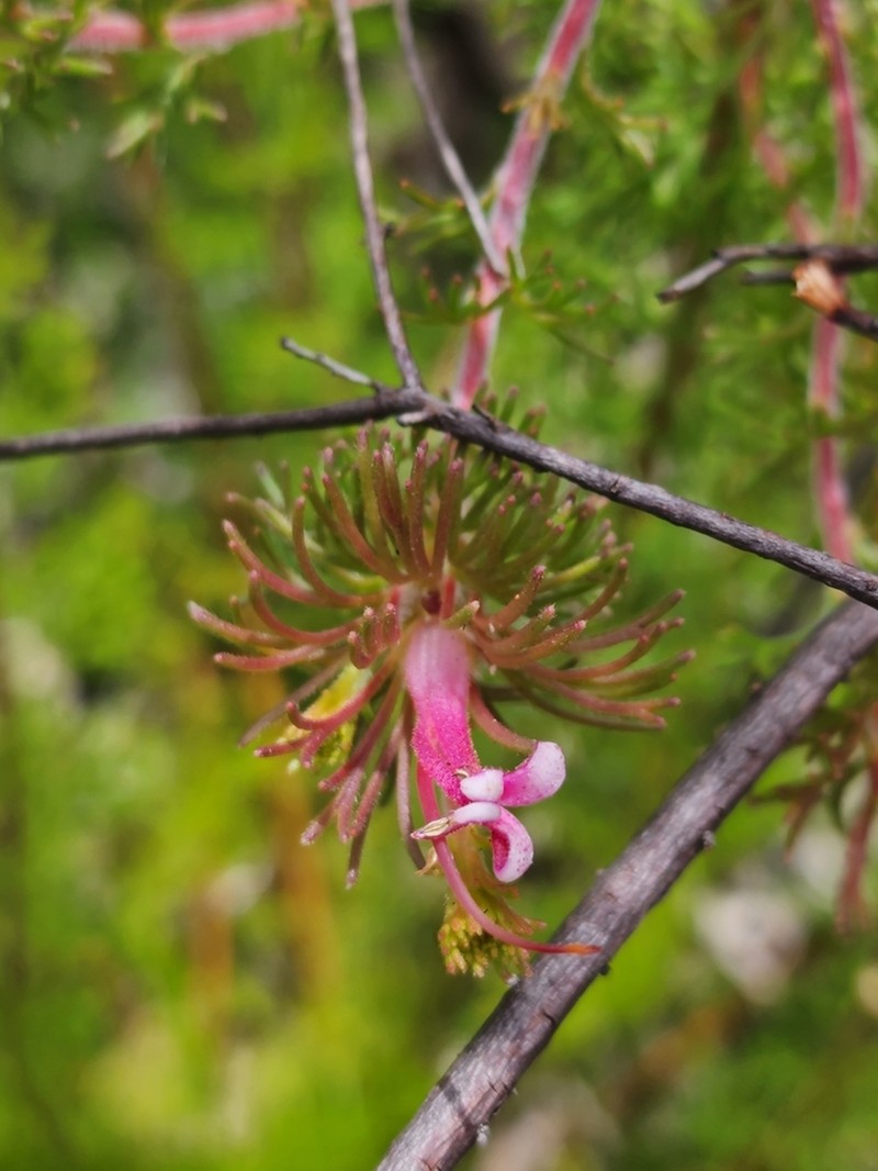 Adenanthos meisneri photo 6