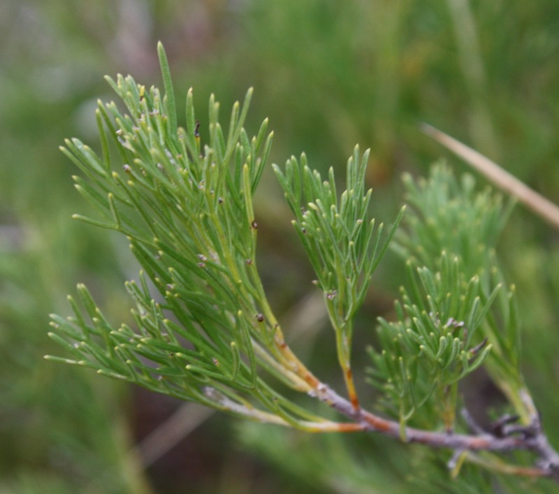 Adenanthos meisneri photo 7