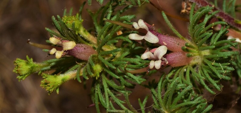 Adenanthos meisneri photo 8