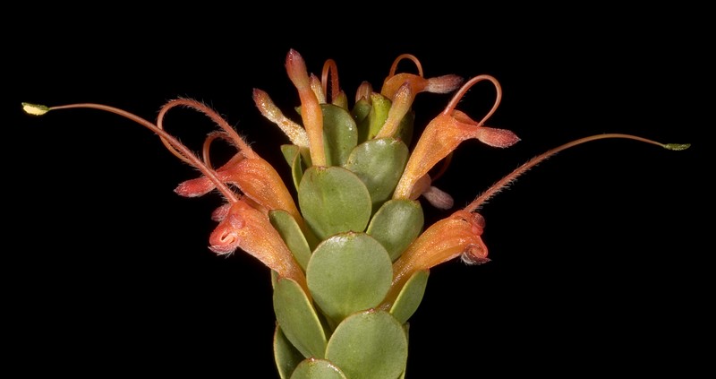 Adenanthos obovatus