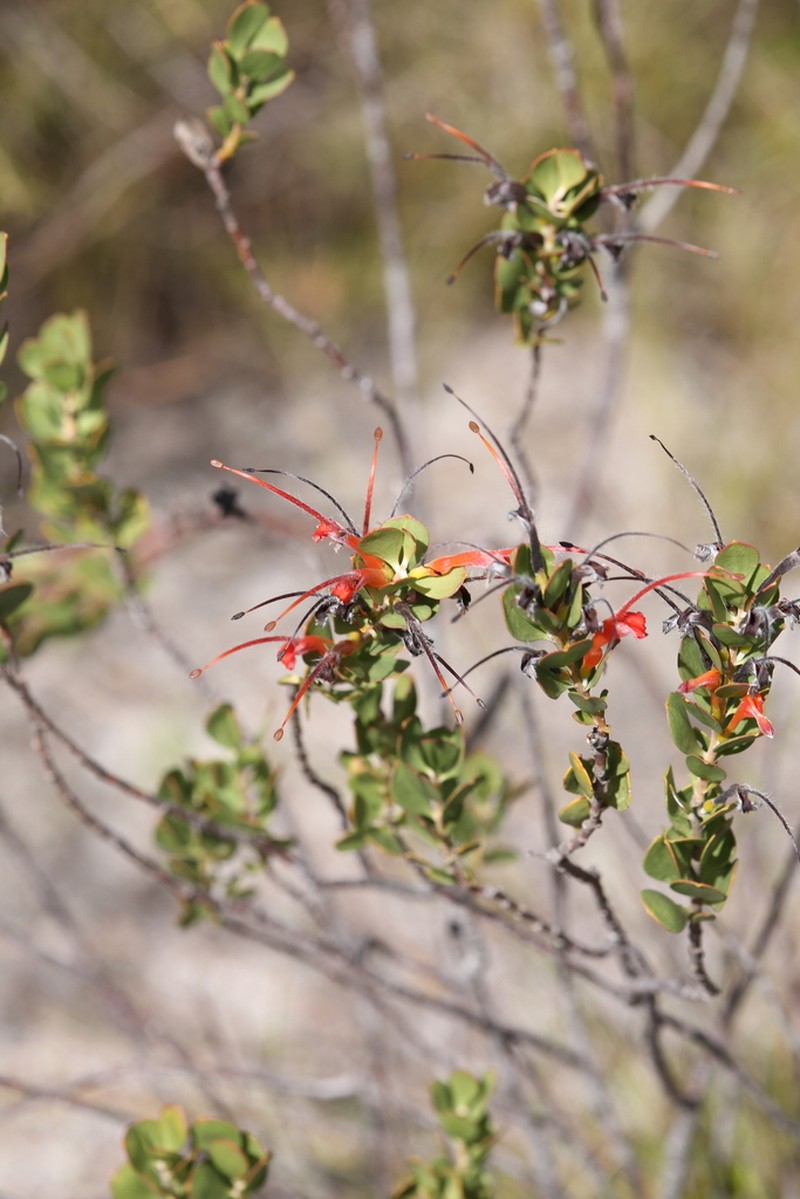 Adenanthos obovatus photo 2