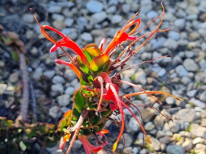 Adenanthos obovatus photo 3