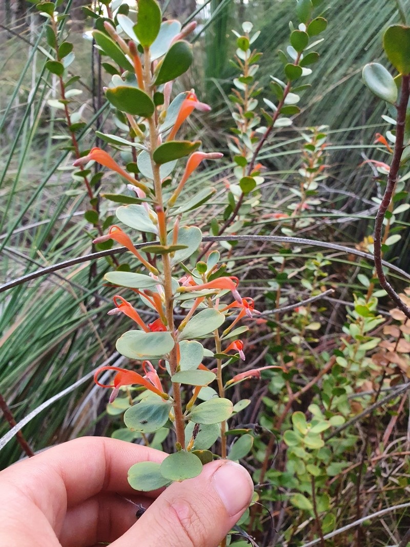 Adenanthos obovatus photo 4