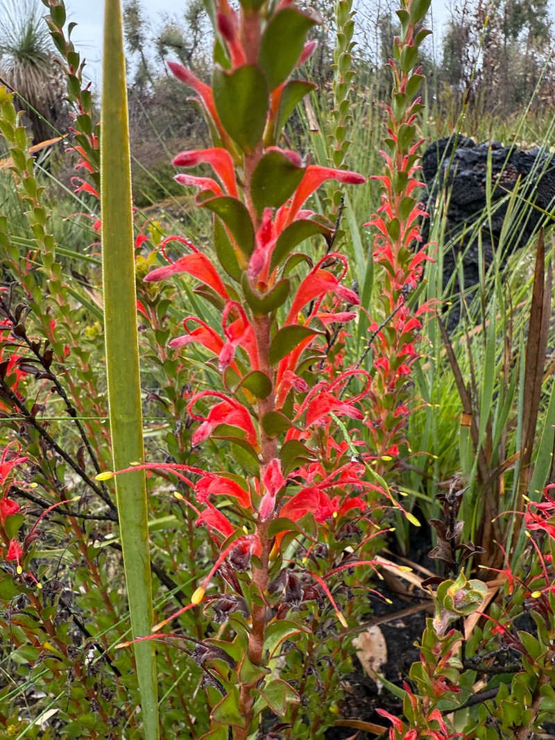 Adenanthos obovatus photo 5