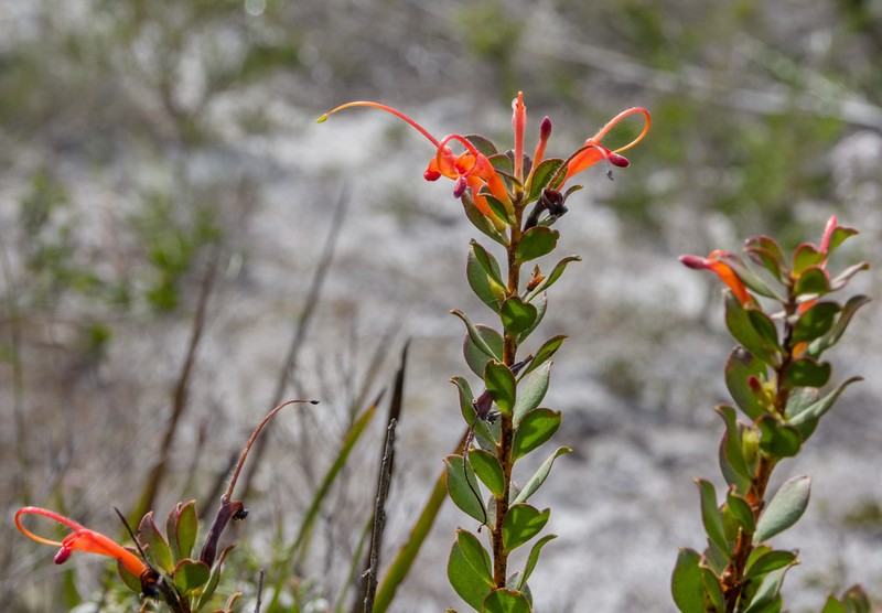 Adenanthos obovatus photo 6