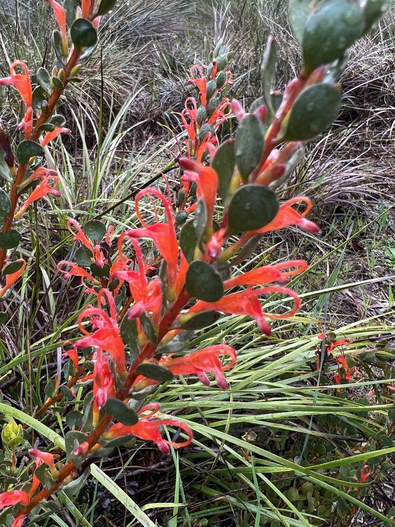 Adenanthos obovatus photo 7