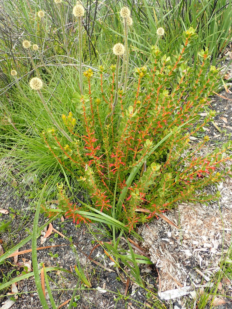 Adenanthos obovatus photo 8