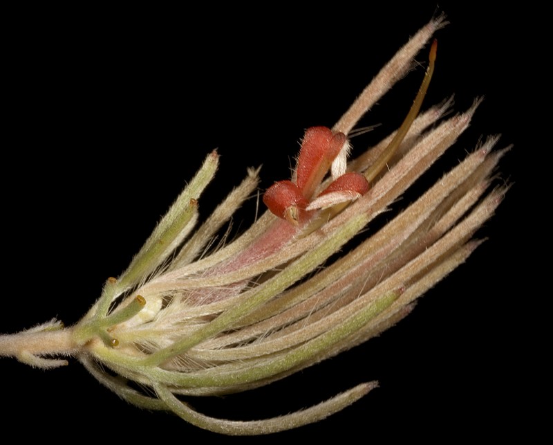 Adenanthos oreophilus