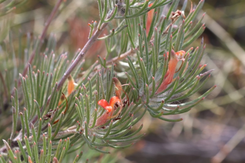 Adenanthos oreophilus photo 2