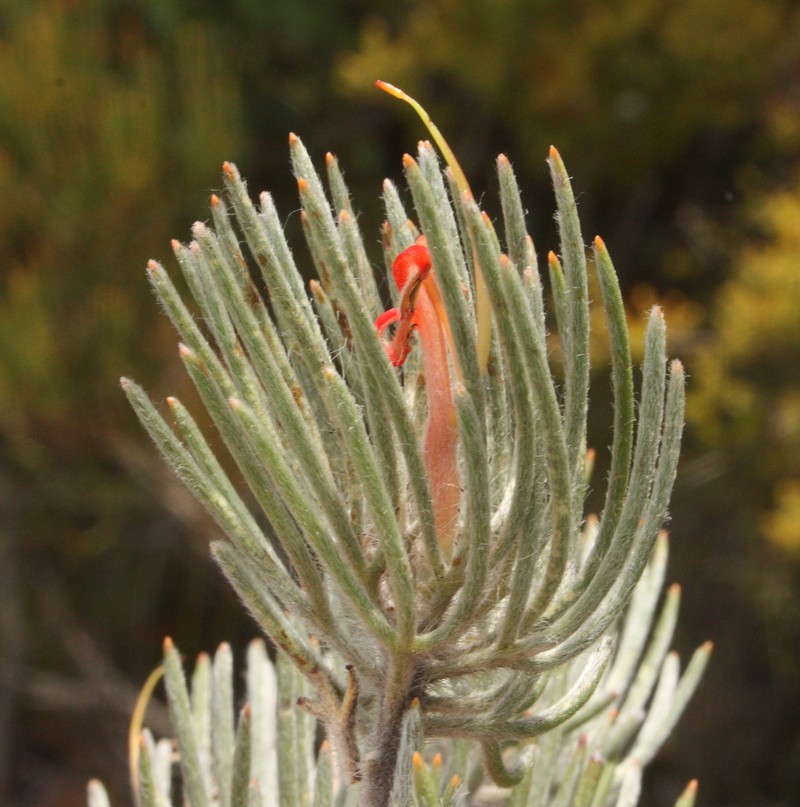 Adenanthos oreophilus photo 3