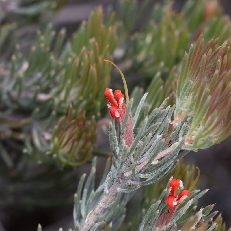 Adenanthos oreophilus photo 4