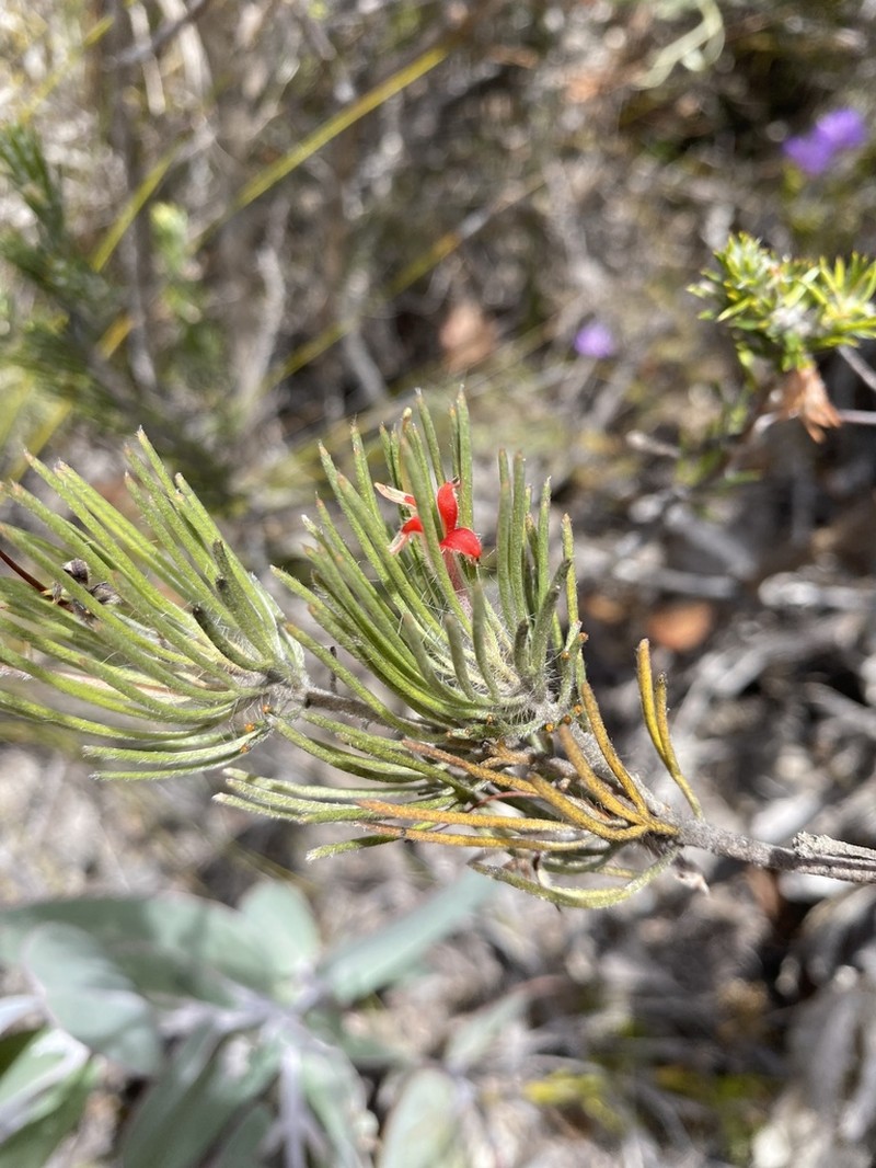 Adenanthos oreophilus photo 5