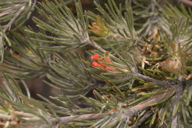 Adenanthos oreophilus photo 6