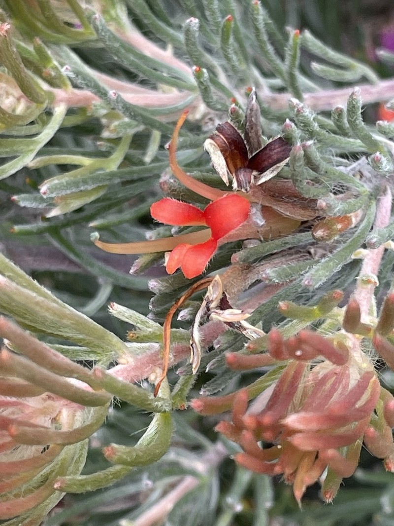 Adenanthos oreophilus photo 7